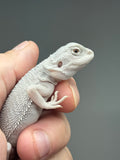 #1585, male, hypo, possible het wits, Zero Bearded Dragon for sale