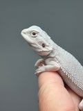 #1585, male, hypo, possible het wits, Zero Bearded Dragon for sale