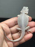 #1585, male, hypo, possible het wits, Zero Bearded Dragon for sale