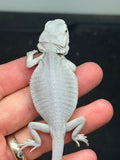 #1586, female, hypo, leatherback, possible het wits/trans, Zero Bearded Dragon for sale