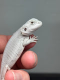 #1586, female, hypo, leatherback, possible het wits/trans, Zero Bearded Dragon for sale