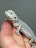 #1586, female, hypo, leatherback, possible het wits/trans, Zero Bearded Dragon for sale