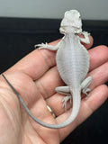#1586, female, hypo, leatherback, possible het wits/trans, Zero Bearded Dragon for sale
