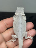 #1587, female, hypo, possible het wits, Zero Bearded Dragon for sale