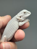 #1587, female, hypo, possible het wits, Zero Bearded Dragon for sale