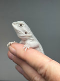 #1587, female, hypo, possible het wits, Zero Bearded Dragon for sale