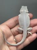 #1587, female, hypo, possible het wits, Zero Bearded Dragon for sale