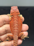 RM969, female, hypo, 50% Red Monster bearded dragon for sale