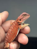 RM969, female, hypo, 50% Red Monster bearded dragon for sale