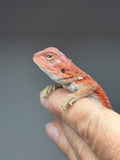 RM969, female, hypo, 50% Red Monster bearded dragon for sale