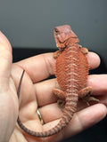 RM969, female, hypo, 50% Red Monster bearded dragon for sale