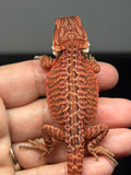 RM970, male, possible het hypo, possible het Witblits, 50% Red Monster bearded dragon for sale