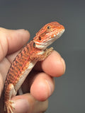 RM970, male, possible het hypo, possible het Witblits, 50% Red Monster bearded dragon for sale