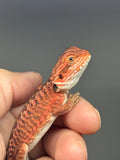 RM970, male, possible het hypo, possible het Witblits, 50% Red Monster bearded dragon for sale
