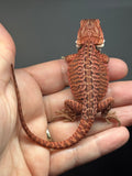 RM970, male, possible het hypo, possible het Witblits, 50% Red Monster bearded dragon for sale