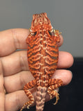 RM971, female, leatherback, possible het hypo, possible het Witblits, 50% Red Monster bearded dragon for sale