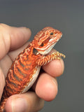 RM971, female, leatherback, possible het hypo, possible het Witblits, 50% Red Monster bearded dragon for sale