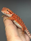 RM971, female, leatherback, possible het hypo, possible het Witblits, 50% Red Monster bearded dragon for sale