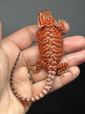 RM971, female, leatherback, possible het hypo, possible het Witblits, 50% Red Monster bearded dragon for sale