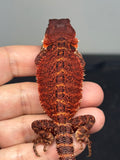 RM972, female, possible het hypo, possible het Witblits, 50% Red Monster bearded dragon for sale
