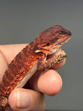 RM972, female, possible het hypo, possible het Witblits, 50% Red Monster bearded dragon for sale