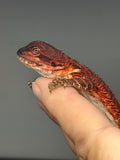 RM972, female, possible het hypo, possible het Witblits, 50% Red Monster bearded dragon for sale