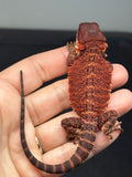 RM972, female, possible het hypo, possible het Witblits, 50% Red Monster bearded dragon for sale