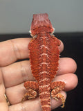 RM973, male, hypo, possible het trans, 50% Red Monster bearded dragon for sale