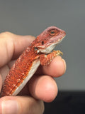 RM973, male, hypo, possible het trans, 50% Red Monster bearded dragon for sale