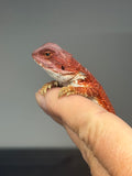 RM973, male, hypo, possible het trans, 50% Red Monster bearded dragon for sale