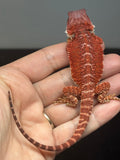 RM973, male, hypo, possible het trans, 50% Red Monster bearded dragon for sale