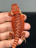 RM974, female, possible het hypo, possible het trans, 50% Red Monster bearded dragon for sale