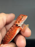 RM974, female, possible het hypo, possible het trans, 50% Red Monster bearded dragon for sale