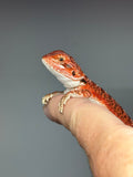 RM974, female, possible het hypo, possible het trans, 50% Red Monster bearded dragon for sale