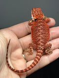 RM974, female, possible het hypo, possible het trans, 50% Red Monster bearded dragon for sale