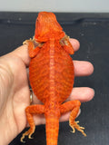 RM975, male, trans, leatherback, possible het hypo, 75% Red Monster bearded dragon for sale
