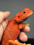 RM975, male, trans, leatherback, possible het hypo, 75% Red Monster bearded dragon for sale