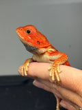 RM975, male, trans, leatherback, possible het hypo, 75% Red Monster bearded dragon for sale