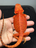RM975, male, trans, leatherback, possible het hypo, 75% Red Monster bearded dragon for sale