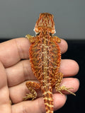 RM976, male, possible het hypo, possible het Witblits, 50% Red Monster bearded dragon for sale