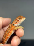 RM976, male, possible het hypo, possible het Witblits, 50% Red Monster bearded dragon for sale