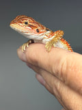 RM976, male, possible het hypo, possible het Witblits, 50% Red Monster bearded dragon for sale