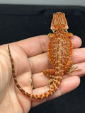 RM976, male, possible het hypo, possible het Witblits, 50% Red Monster bearded dragon for sale