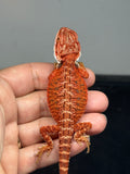 RM977, male, possible het hypo, possible het Witblits 50% Red Monster bearded dragon for sale