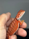 RM977, male, possible het hypo, possible het Witblits 50% Red Monster bearded dragon for sale