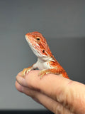 RM977, male, possible het hypo, possible het Witblits 50% Red Monster bearded dragon for sale