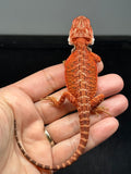 RM977, male, possible het hypo, possible het Witblits 50% Red Monster bearded dragon for sale