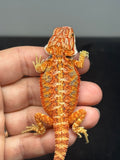 RM978, male, hypo, paradox lines, 50% Red Monster bearded dragon for sale