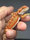 RM978, male, hypo, paradox lines, 50% Red Monster bearded dragon for sale