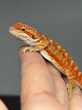 RM978, male, hypo, paradox lines, 50% Red Monster bearded dragon for sale